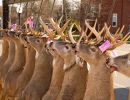 20161116 mancelona 62th buck pole 2016