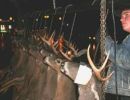 mancelona 51st buck pole
