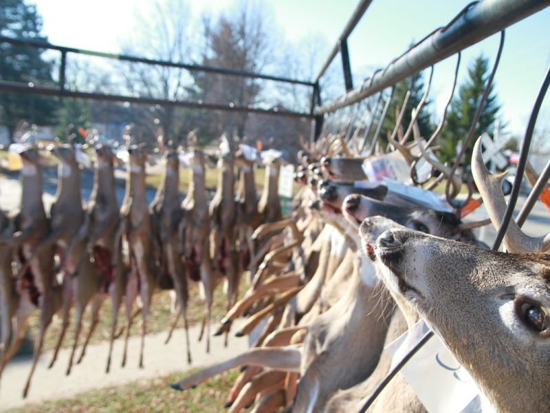 20121116 58th annual mancelona buck pole 2012