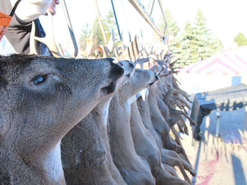 20121116 58th annual mancelona buck pole 2012