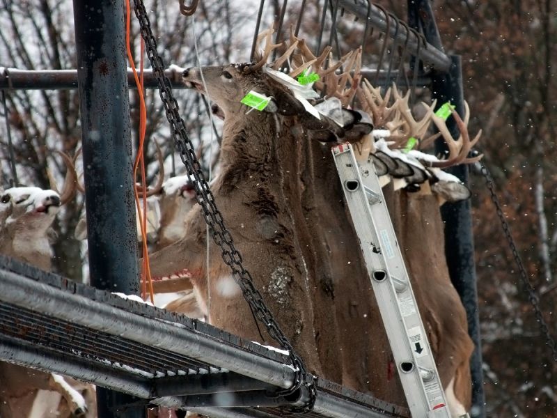 20141116 mancelona 60th buck pole 2014