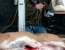 20141116 mancelona 60th buck pole 2014