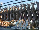 20151115 mancelona 61st buck pole 2015