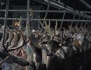 20221115 mancelona 68th buck pole 2022 20221115 mancelona 68th buck pole 2022