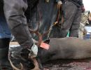 20221116 mancelona 68th buck pole 2022 20221116 mancelona 68th buck pole 2022