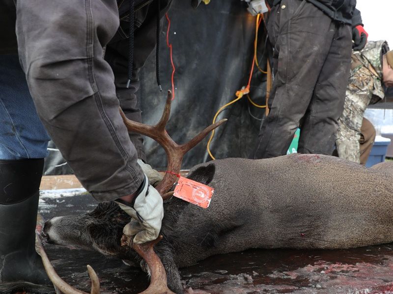 20221116 mancelona 68th buck pole 2022