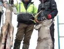 20221116 mancelona 68th buck pole 2022 20221116 mancelona 68th buck pole 2022