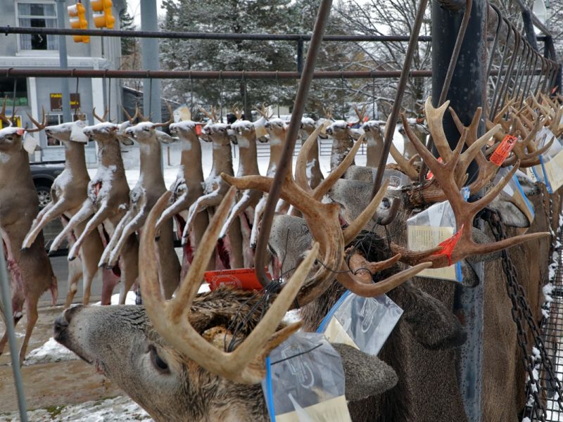 20221116 mancelona 68th buck pole 2022