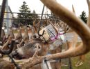 2023 11 16 tcre mancelona buck pole antler angle img 2023 11 16 tcre mancelona buck pole antler angle img