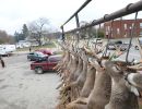 20241115 70th buck pole 20241115 70th buck pole