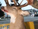 20241115 70th buck pole 20241115 70th buck pole