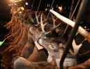 20241115 70th buck pole 20241115 70th buck pole