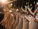 20241115 70th buck pole 20241115 70th buck pole