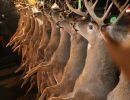 20241115 70th buck pole 20241115 70th buck pole