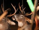 20241115 70th buck pole 20241115 70th buck pole