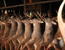 20241115 70th buck pole 20241115 70th buck pole