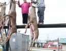 20241116 70th buck pole 20241116 70th buck pole
