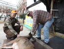 20241116 70th buck pole 20241116 70th buck pole