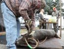 20241116 70th buck pole 20241116 70th buck pole