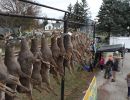 20241116 70th buck pole 20241116 70th buck pole