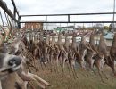 20241116 70th buck pole 20241116 70th buck pole