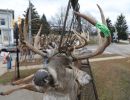 20241116 70th buck pole 20241116 70th buck pole