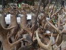20241116 70th buck pole 20241116 70th buck pole
