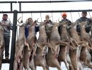 20241116 70th buck pole 20241116 70th buck pole