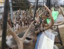 20241116 70th buck pole 20241116 70th buck pole