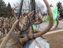 20241116 70th buck pole 20241116 70th buck pole