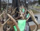 20241116 70th buck pole 20241116 70th buck pole