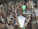20241116 70th buck pole 20241116 70th buck pole