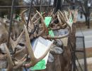 20241116 70th buck pole 20241116 70th buck pole
