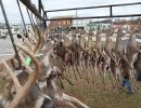 20241116 70th buck pole 20241116 70th buck pole
